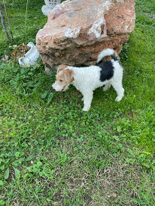 Predám šteniatka Fox terrier wire hrubosrstého