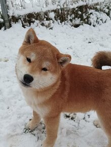 Shiba inu psík