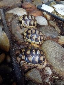 Korytnačka žltočierna/testudo marginata