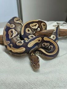 Python regius/Pyton