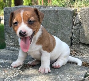 Jack russell teriér