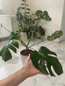 Monstera