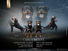 Rottweiler, rtw, Rotvajler, Rottwailer - šteniatka