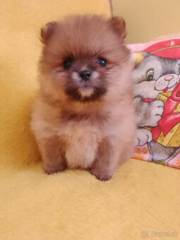 Pomeranian