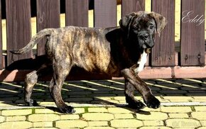 Cane Corso s PP FCI