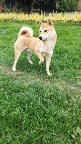 Shiba inu  šiba inu