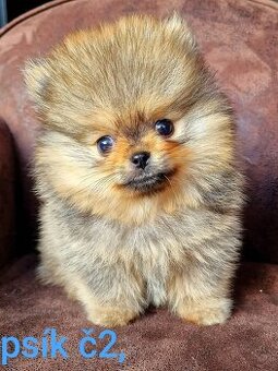 Pomeranian mini Boo