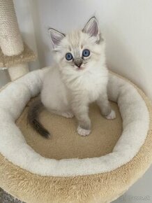 Ragdoll