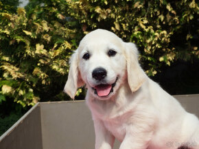 Zlatý (golden) retriever - šteniatka - sučky