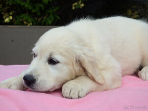 Zlatý (golden) retriever - šteniatka - sučky