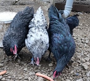 Australorp kohuty