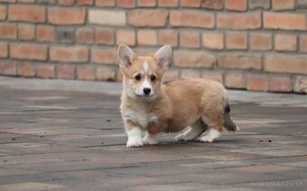 Welsh Corgi Pembroke s PP