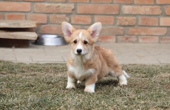 Welsh Corgi Pembroke s PP