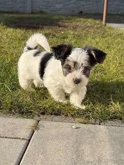 Yorkshire terrier biewer - Na Predaj