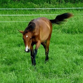 Quarter Horse kobylka