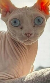 Sphynx