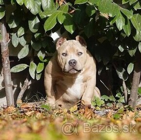 American Bully