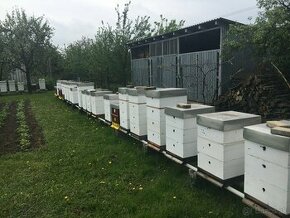 včely oddielky odložence na predaj