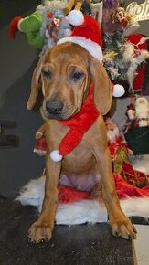 Rhodesian Ridgeback s PP