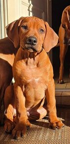 Rhodesian Ridgeback s PP