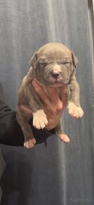 ✅REZERVÁCIE✅ American Bully XL