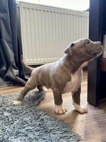 ✅REZERVÁCIE✅ American Bully XL