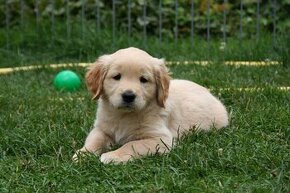 Zlatý retriever