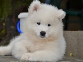 Samojed s PP LA TORRE ROJA