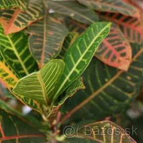 Krotónovec strakatý (Codiaeum variagatum)