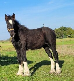 Shire horse klisna - 1