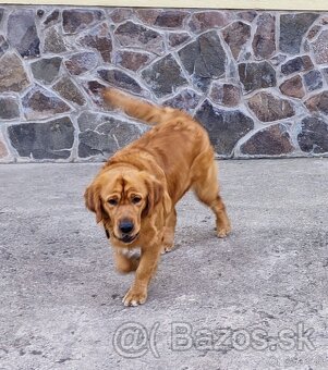 Zlatý retriever