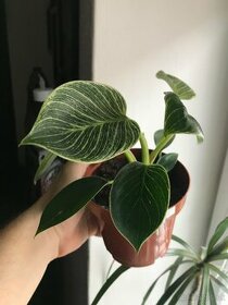 Philodendron birkin - krasna nenarocna izbova rastlina