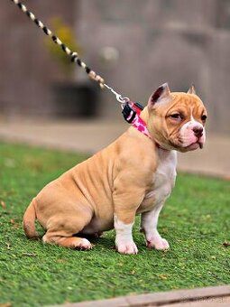 American Bully Pocket