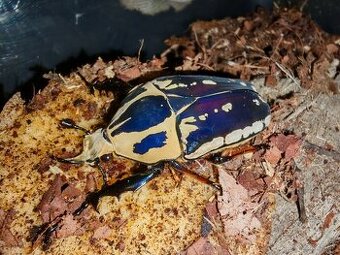 Mecynorhina torquata ugandensis predaj, výmena