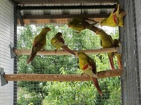 Papagaj horský-žltý pastel