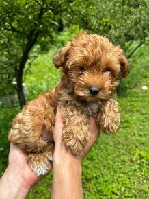 Maltipoo Yorkie