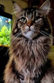 Maine coon.  Mainská mývalia mačka.