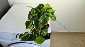 Philodendron Brasil