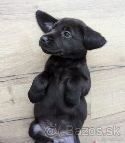 Labrador retriever steniatko