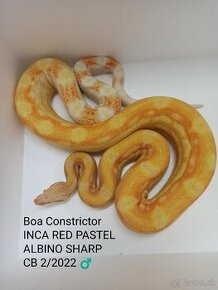 Boa Constrictor INCA