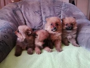 Oranžový špic-pomeranian