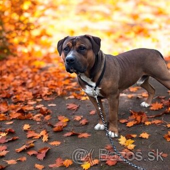 American Bully XL (krytie)