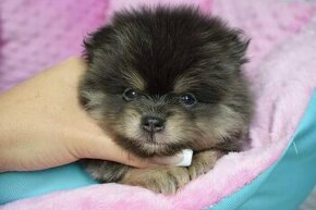 Pomeranian fenka s PP Blue and Tan