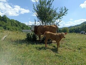 Predám kravu jalovičku a jalovice