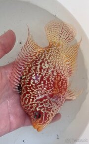 Flowerhorn Fireman s dream Kamfa full mask