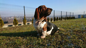 Basset Hound