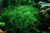 Akvarijni rostlina - mech - Taiwan moss