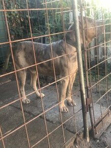 Predám psa American bully xxl