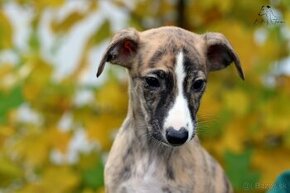 Whippet FCI