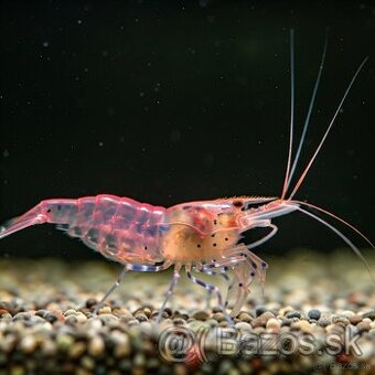 Krevetky Neocaridina a Caridina